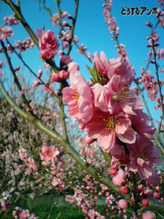 桃の花です